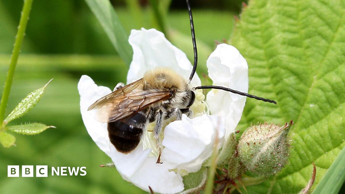 Threatened bee species get lifeline through coastal habitat project