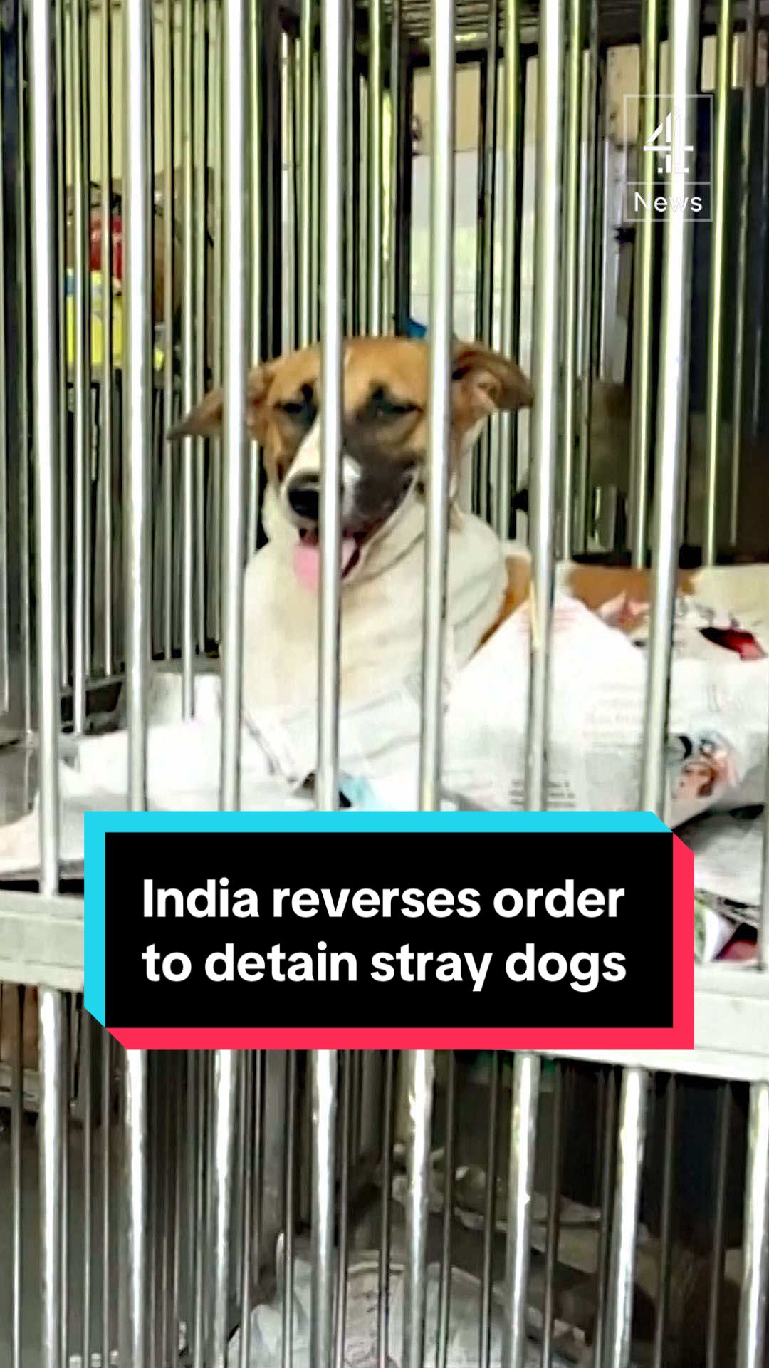 India has reversed a plan to detain all stray dogs in Delhi. A surge in dog bites and cases of rabies led to the initial Supreme Court order calling for all stray dogs to be taken off the street and moved to shelters. But after animal welfare activists protested, the judges reversed their decision. #India #Dogs #Animals #Delhi #Channel4News