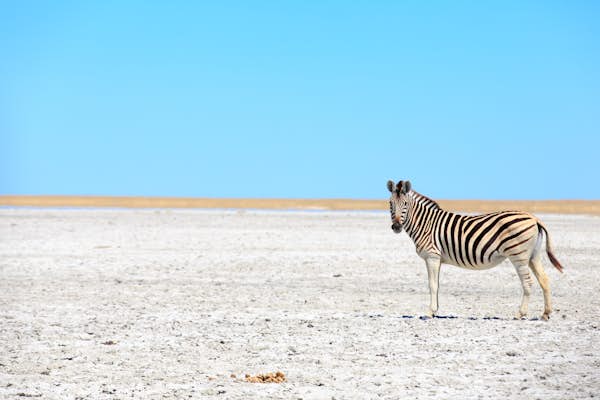 A guide to the Kalahari Desert in Southern Africa