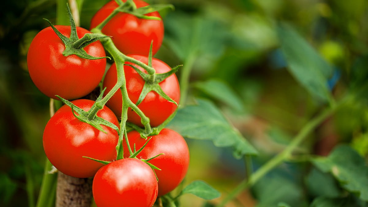 Urgent warning as tomatoes blamed for major Salmonella food poisoning outbreak - 29 UK cases confirmed