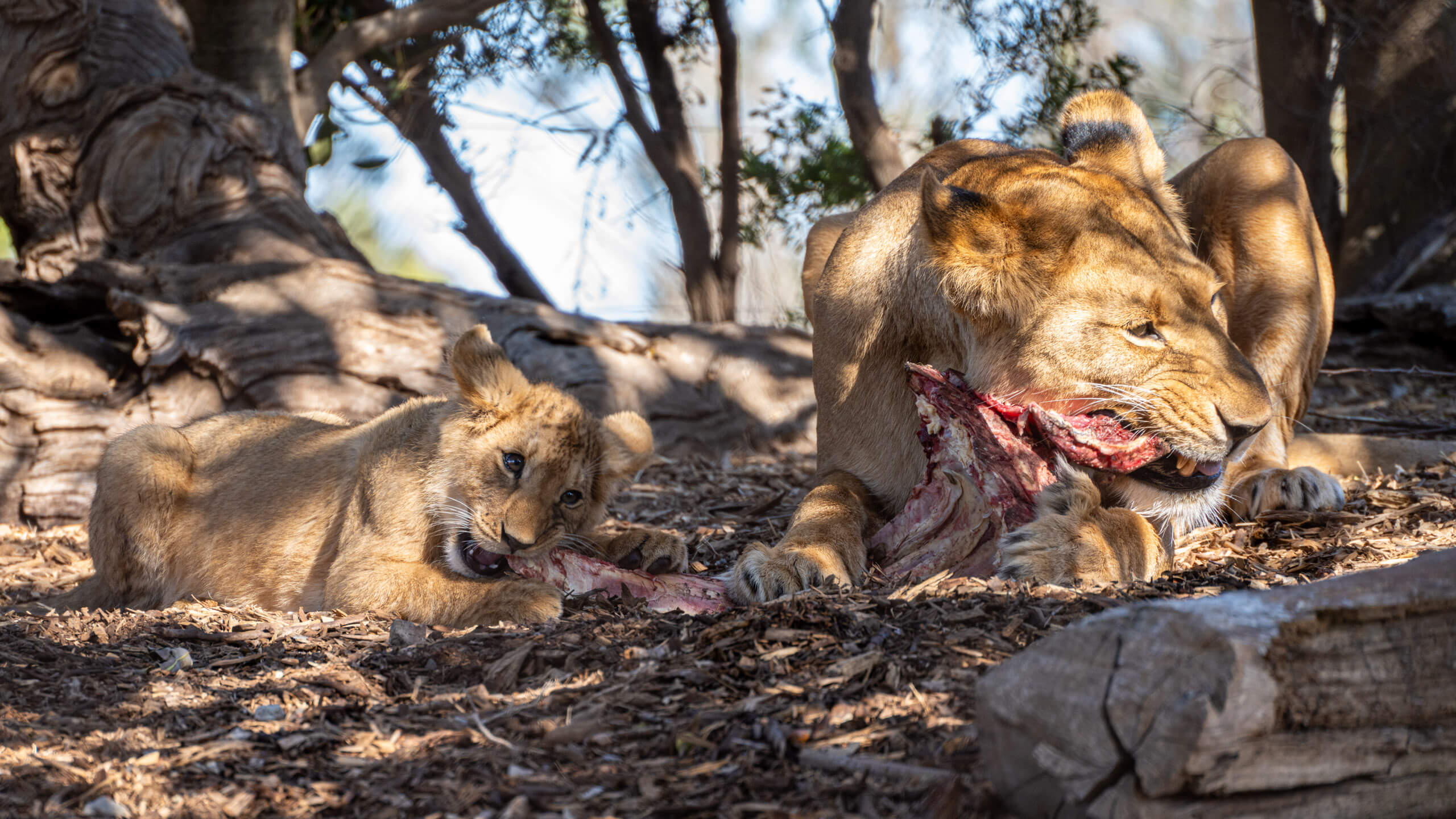How do I photograph through a wire fence?