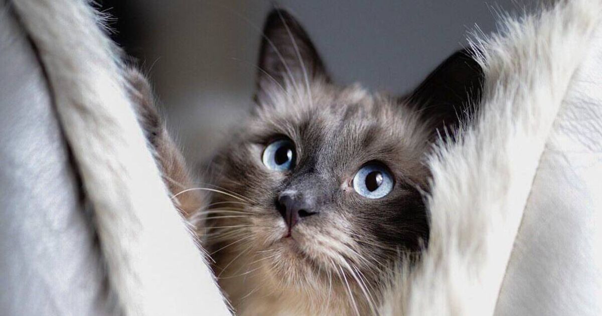 Wish List: Why kitten cushions are catnip and the best conversations happen over coffee