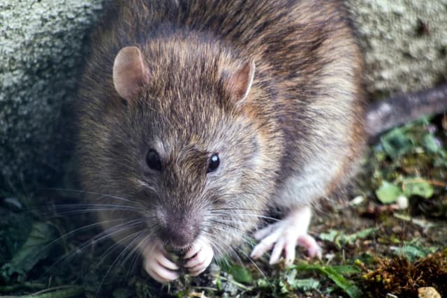 Here are five ways to protect your home as surge in rat infestations across Northern Ireland is predicted