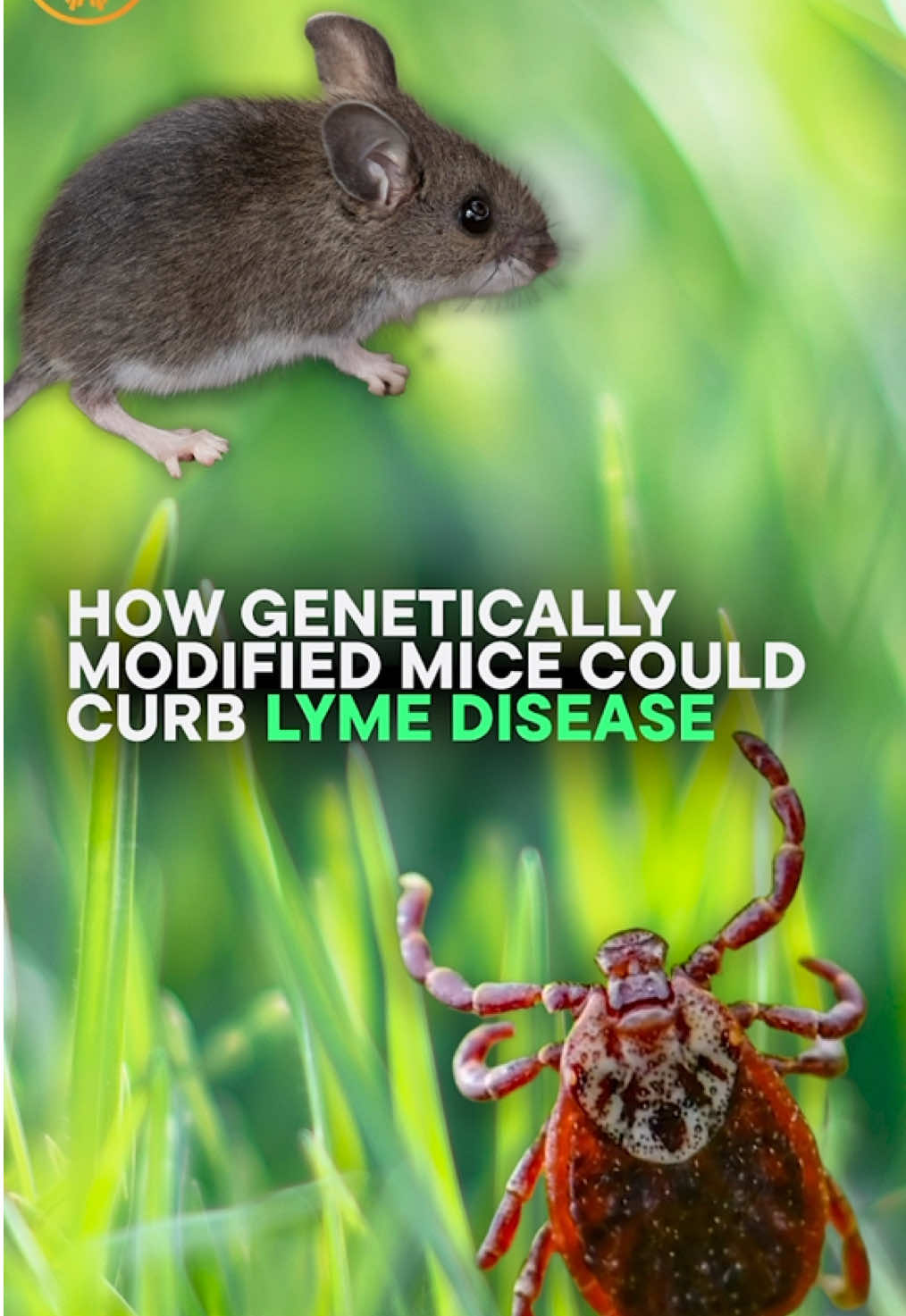 As Lyme disease cases surge across the U.S., researchers on Nantucket, Massachusetts, are turning to genetic engineering to stop the ticks that transmit it. CBS News chief medical correspondent Dr. Jon LaPook has more. #lymedisease #ticks #mice #genetics #nantucket