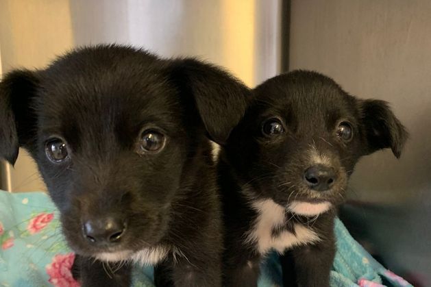 Puppies left to die down Galway bog urgently need foster home as charity issues appeal