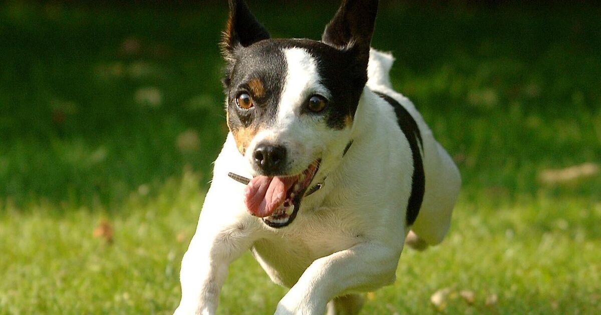 Cork man whose Jack Russell bit woman, who required stitches, ordered to pay more compensation