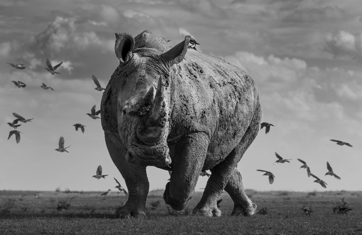 13 stunning and award-winning black and white photographs