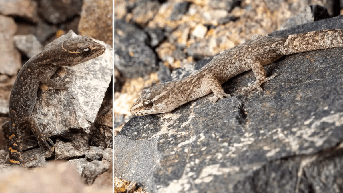 Geckos living in the driest place on Earth stump scientists