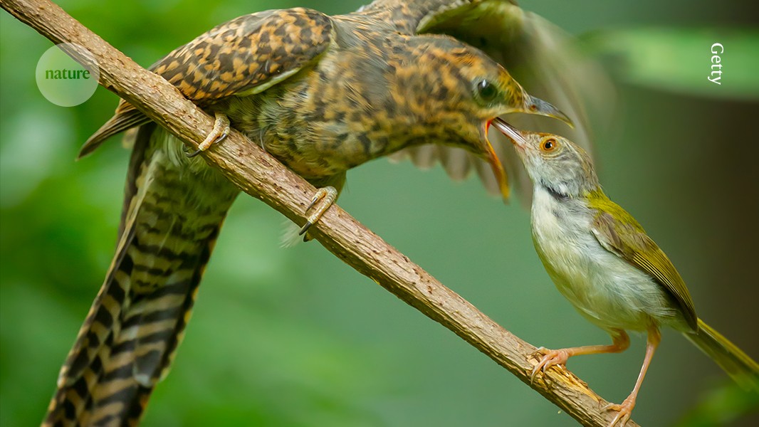 Birds’ intruder alert hints at how sounds took on new meanings