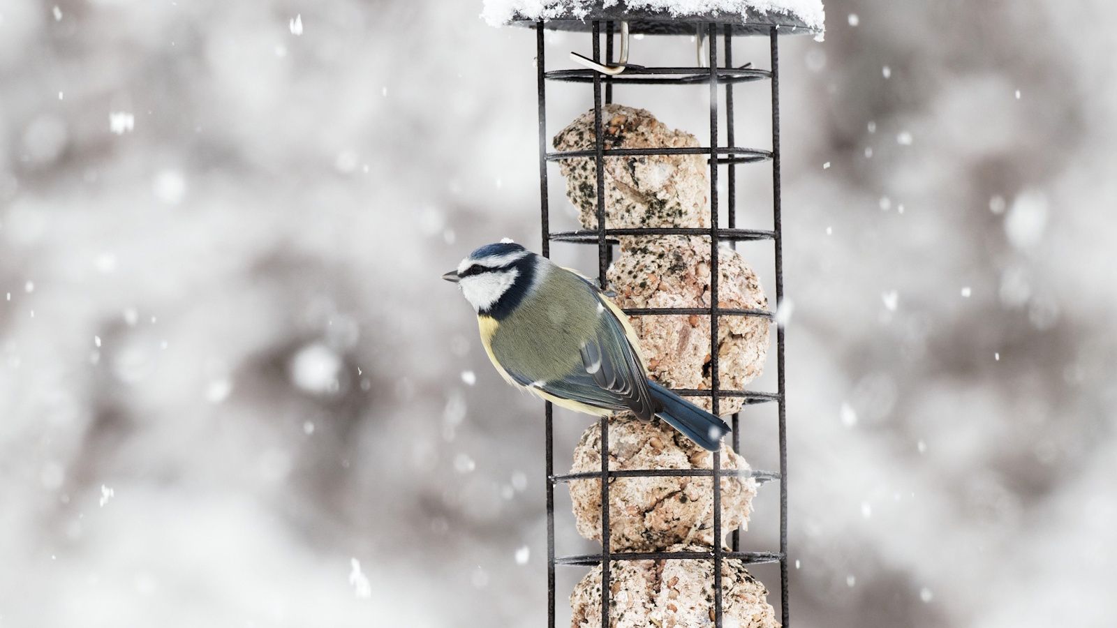 I Just Found the Most Charming Bird Feeders to Uplift My Yard for Fall and Winter – 6 Picks to Support Feathered Friends During the Coldest Months