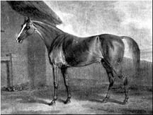 TIL about Potoooooooo, a racehorse who had over 25 wins and was named due to mishearing potato as pot-eight-os