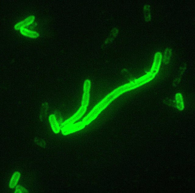 TIL that the plague bacteria block the infected flea's stomach, causing it to vomit infectious blood back into the victim's wound, and eventually to die of starvation.