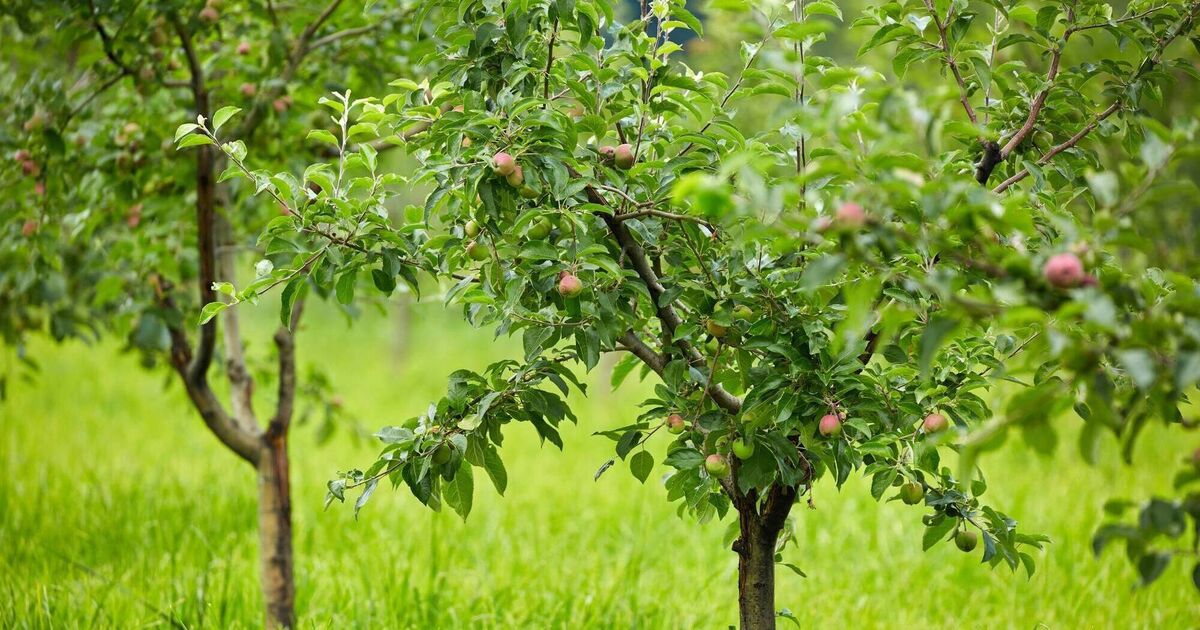 Garden Q&amp;A: How can I combat the fungus that attacks my apple trees every year?