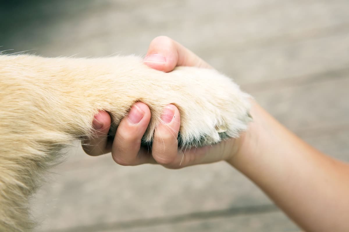 Emotional Support Dogs 2025: These are the 15 best breeds of dog to help reduce stress and anxiety - including the loving Labrador 🐶
