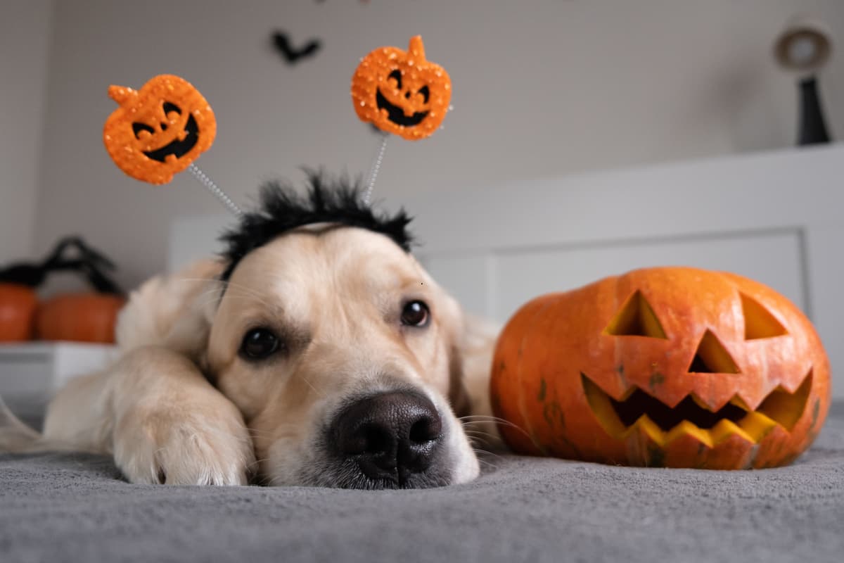 Dogs and Halloween 2025: Expert tips to keep your adorable dog safe during spooky season