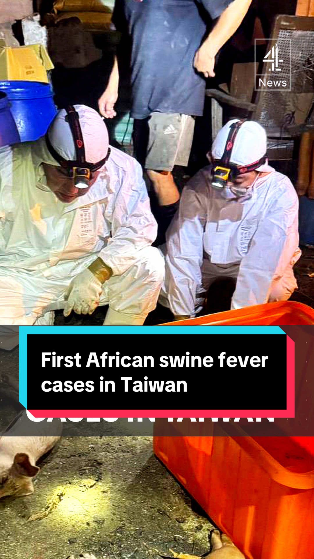 Taiwan has reported its first cases of African swine fever. Positive samples were found in dead pigs and a further 195 pigs were culled in preventative measures. Authorities said they will isolate the virus strain before officially reporting it to the World Organization of Animal Health. #Taiwan #AfricanSwineFever #C4News #Channel4News