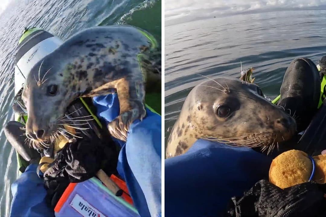 "It was a cool adventure”: Sweet moment playful seal hops onto fishermen’s kayaks in Scotland looking for food