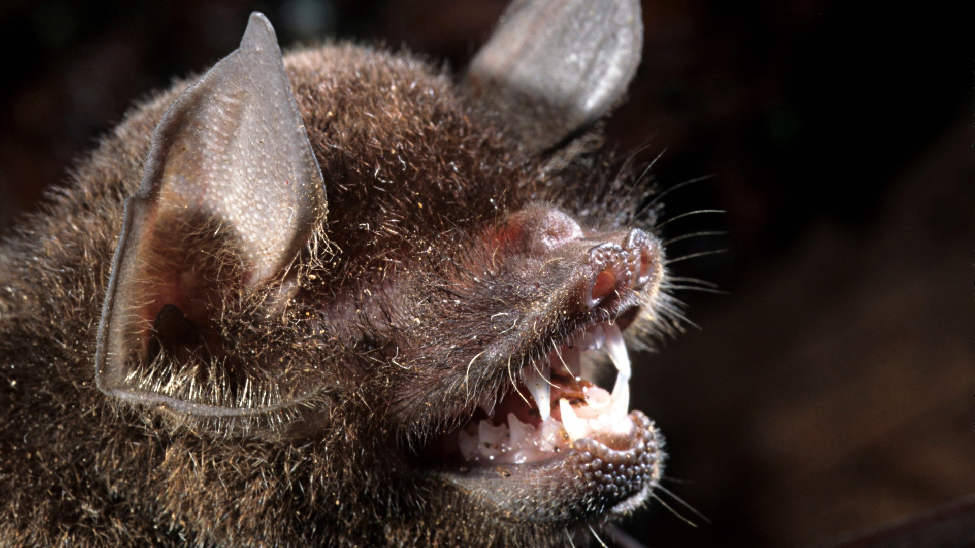 New Covid virus found in 'moustached' bats has likely been 'spreading unnoticed'