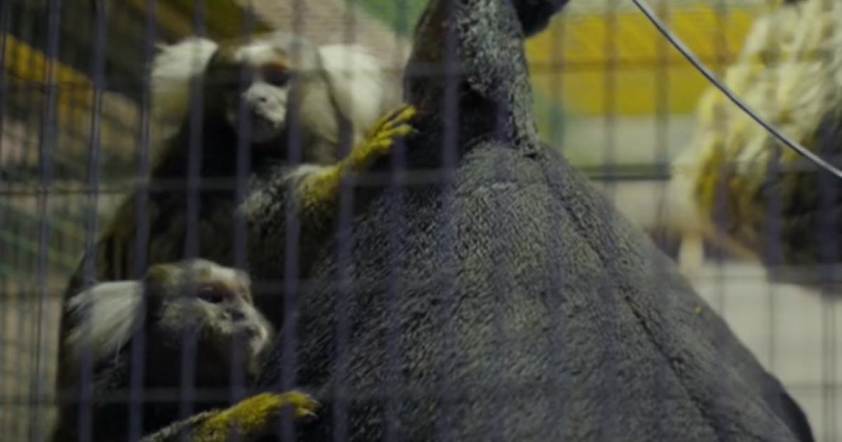 Police uncover 'menagerie' of illegal animals during Highland house raid