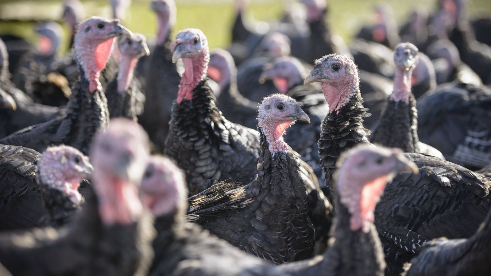 Outbreak of bird flu at commercial turkey flock in Carlow