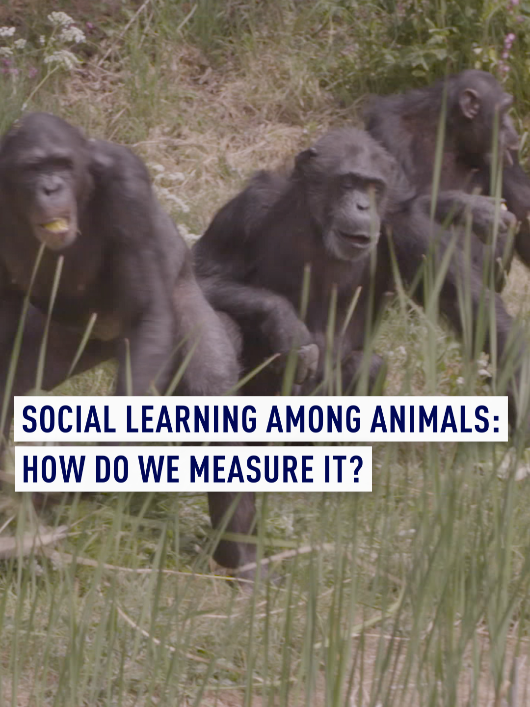 If an animal learns how to do something, how do they tell the others? Social learning is the study of how information spreads throughout groups. It’s something that Dr Simon Kenworthy, from the @zoologicalsocietylondon, studies among groups of great apes. Watch ‘How to Listen to Animals: Designing Technology for a Multispecies World’ - coming soon on CGTN Europe. #NatureDocumentary #WildlifeDocumentary #Tech #Chimpanzees #Chimps