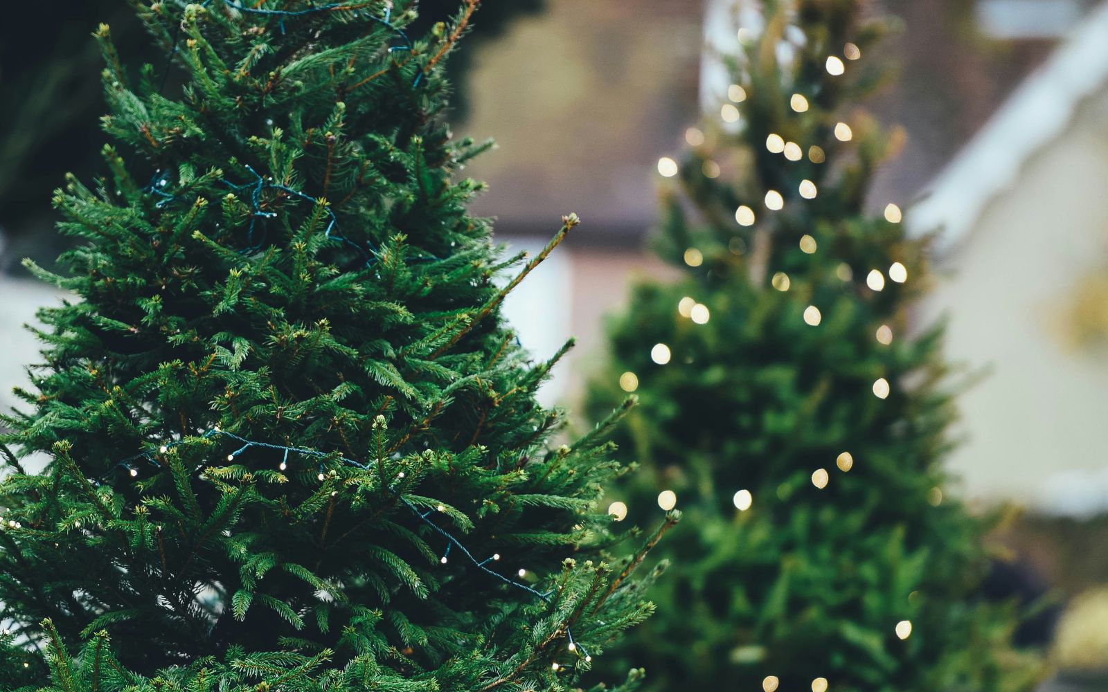 Where to Buy a Christmas Tree in London