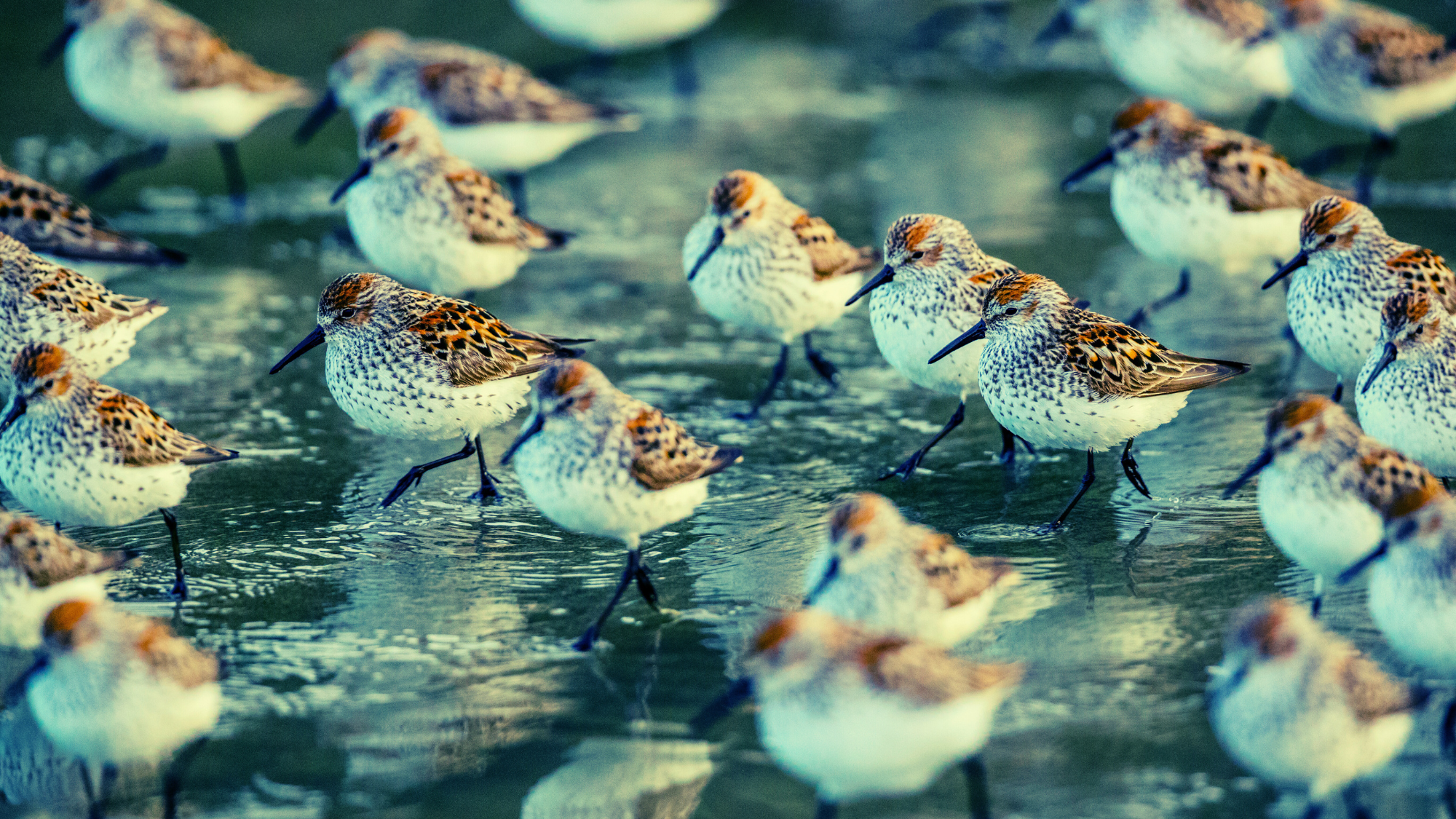 Humans Share a Superpower With Shorebirds