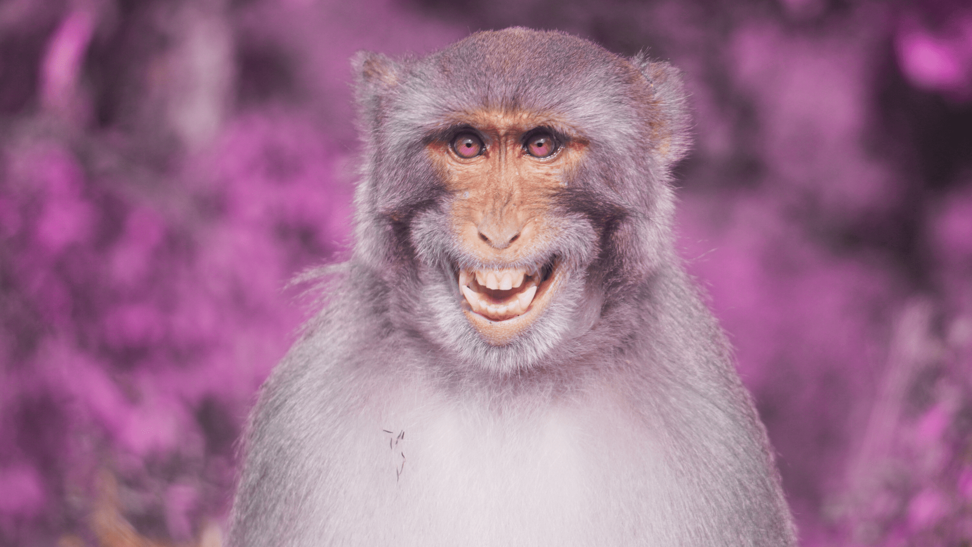 In the Ancient Roman Army, You Weren’t Cool Unless You Had a Pet Monkey