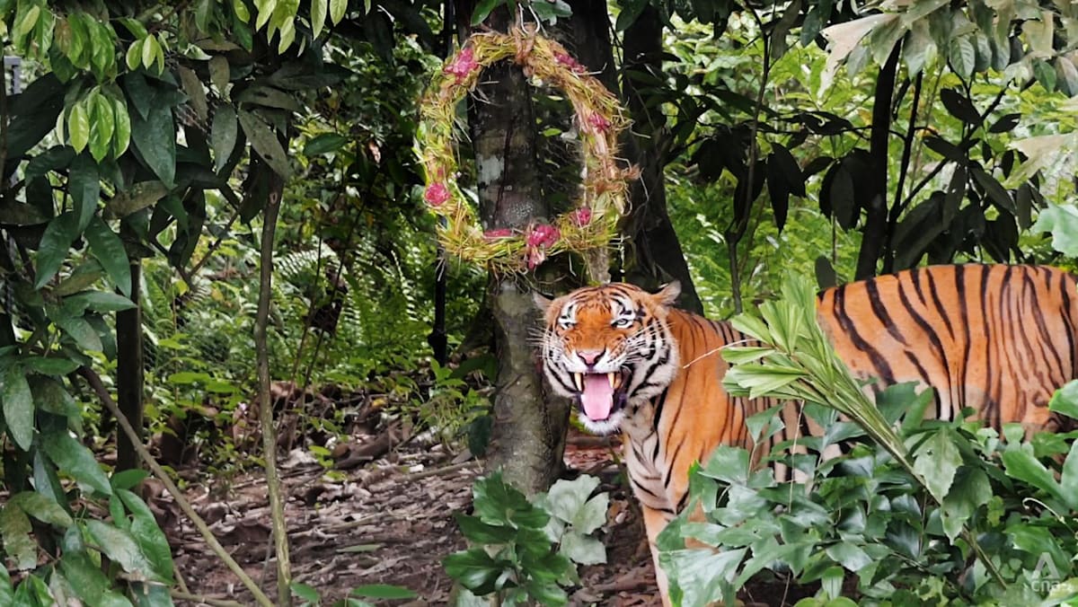 Want to see tigers and sun bears open their Christmas gifts? Catch Mandai Wildlife Reserve’s festive events