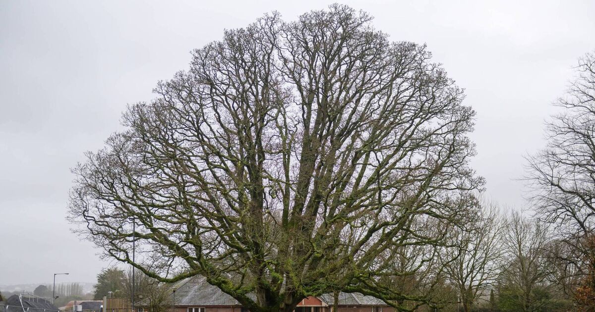 Peter Dowdall: Trees like this oak in Rochestown in Cork root us in the wider story