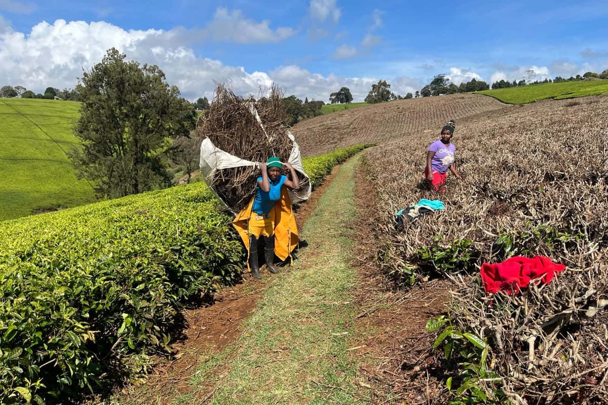 UK-backed project turning Kenya tea waste into clean energy and fertiliser