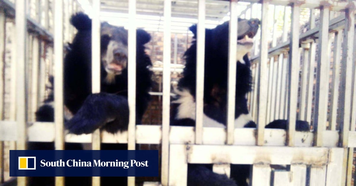 Thai marines rescue starving lions, bears from Cambodian border casino