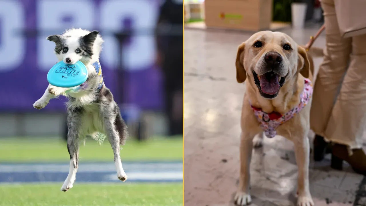 Expert reveals maximum amount of time it's fair to leave your dog home alone