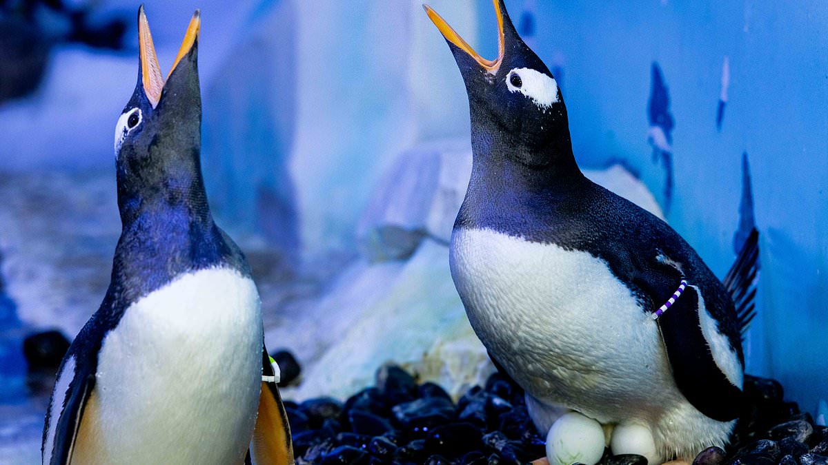 London Aquarium halts breeding penguins which are living in room with 'no sunlight or fresh air'