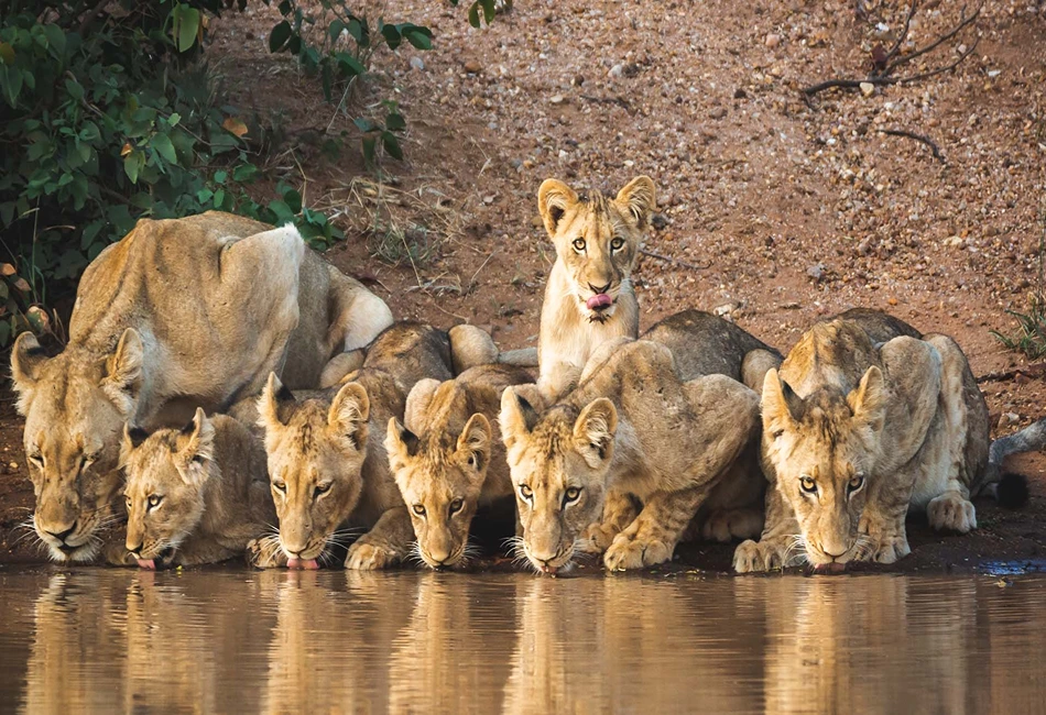 Goway Trips Spotlight the Best of Africa