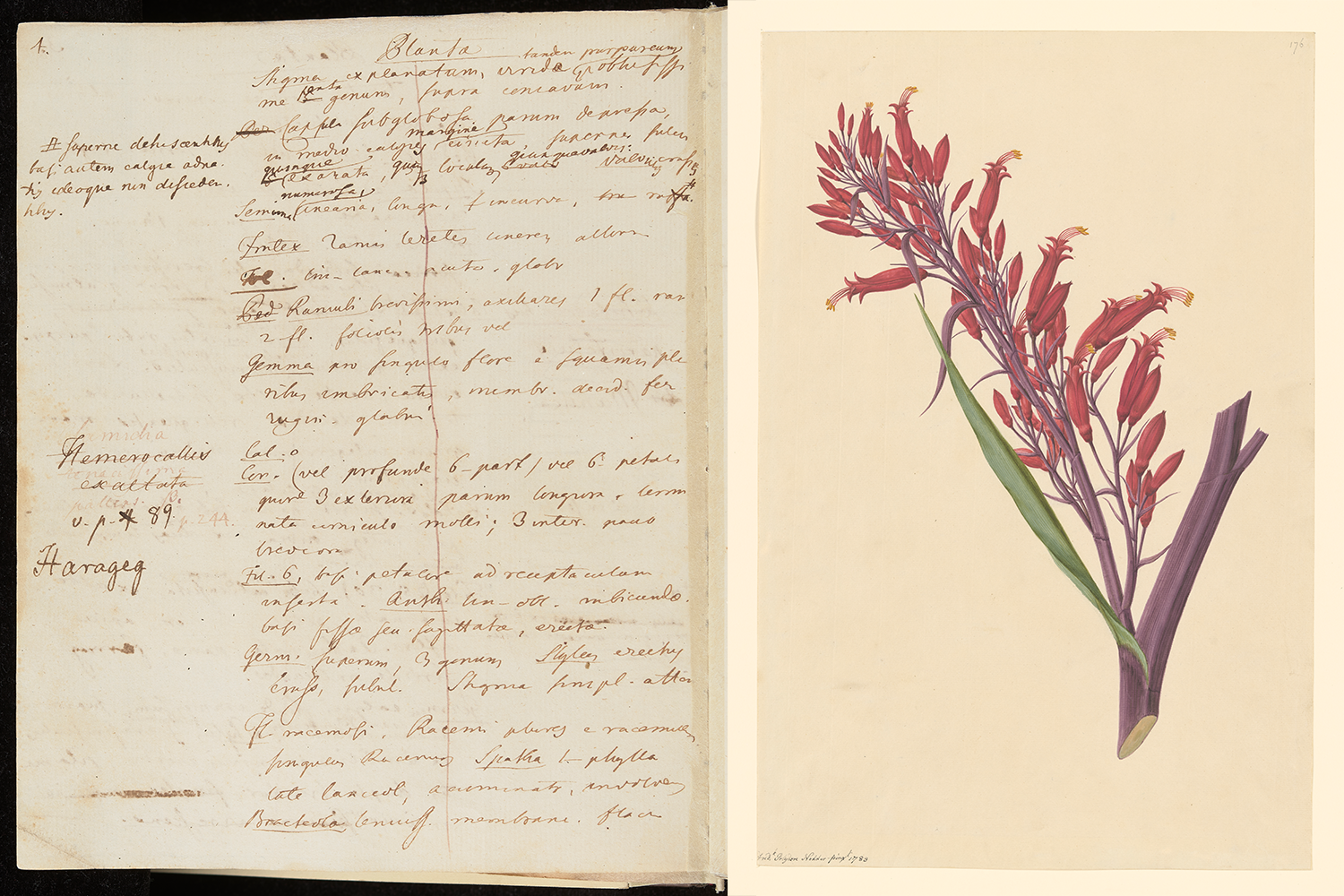 Newly Digitized Records Reveal How Indigenous People Shared Their Knowledge of New Zealand's Plants With Captain Cook's Crew