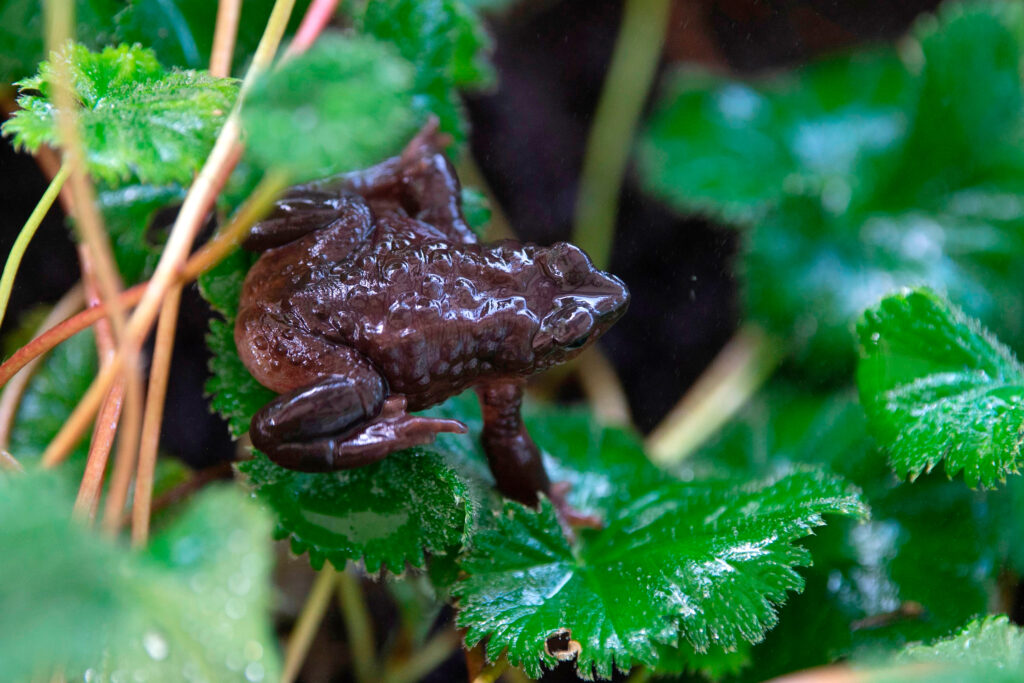 In Ecuador’s Battle of Toad vs. Road, Toad Wins