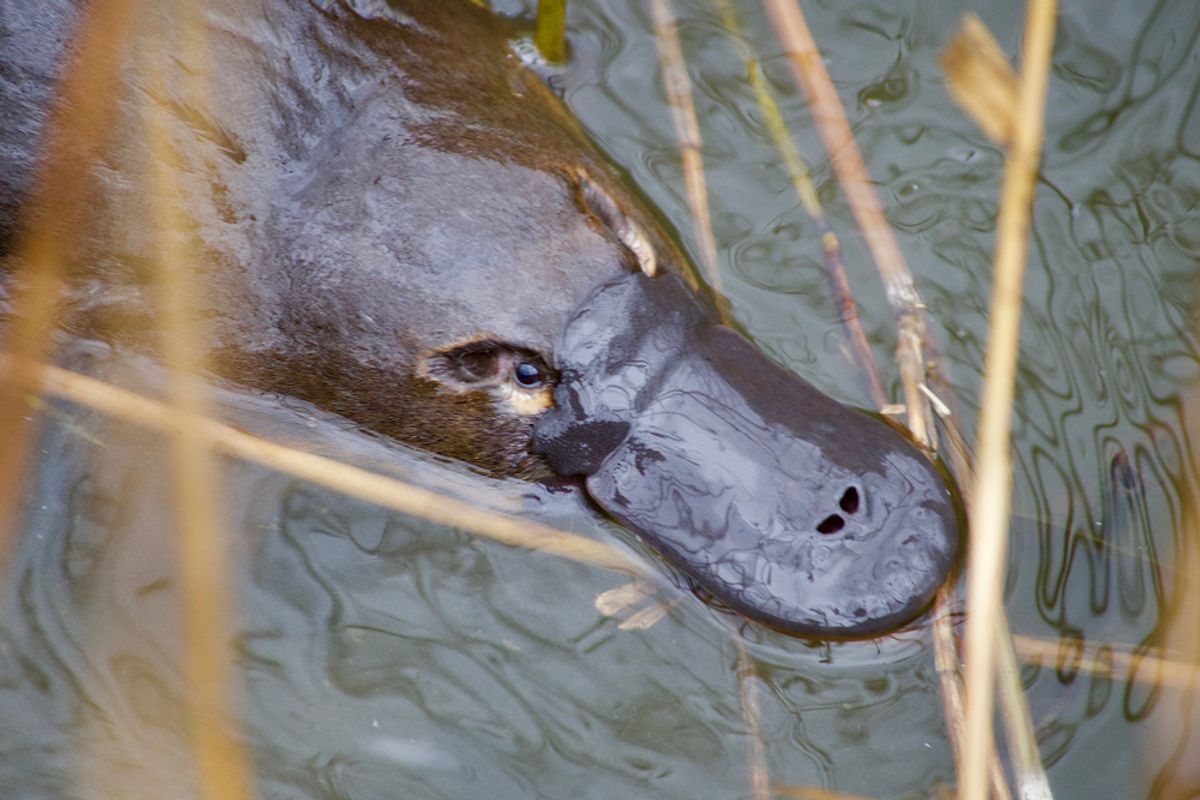Egg-Laying Monotremes Like the Platypus Are the Evolutionary Oddities of the Mammal World