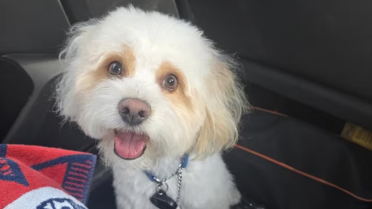 Former cop arrested after 'poisoning ex-girlfriend's 3-year-old Maltese poodle' because he 'did not like it'