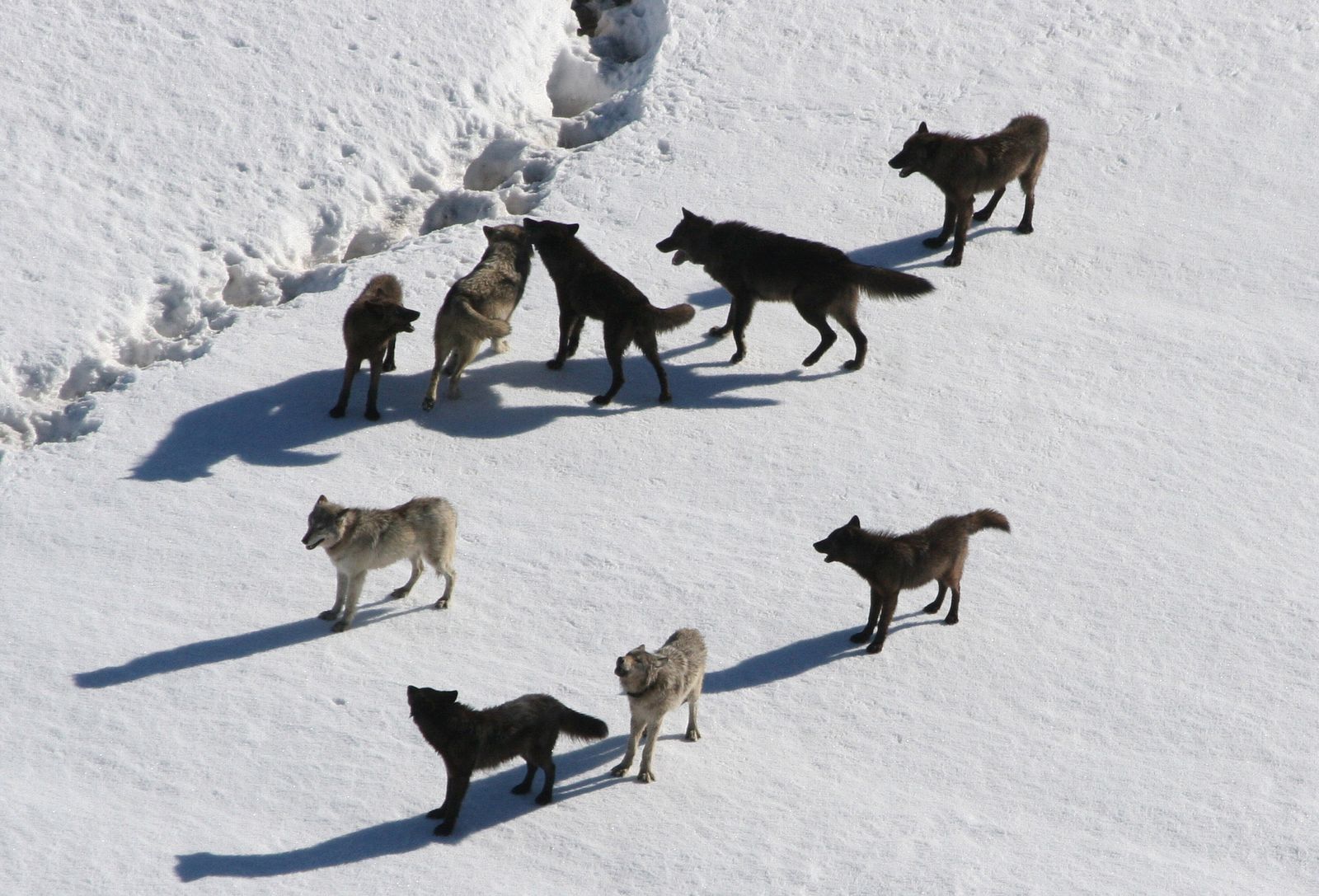 'Rising Star' of a Prominent Yellowstone Wolf Pack Was Illegally Killed, Sparking a Poaching Investigation