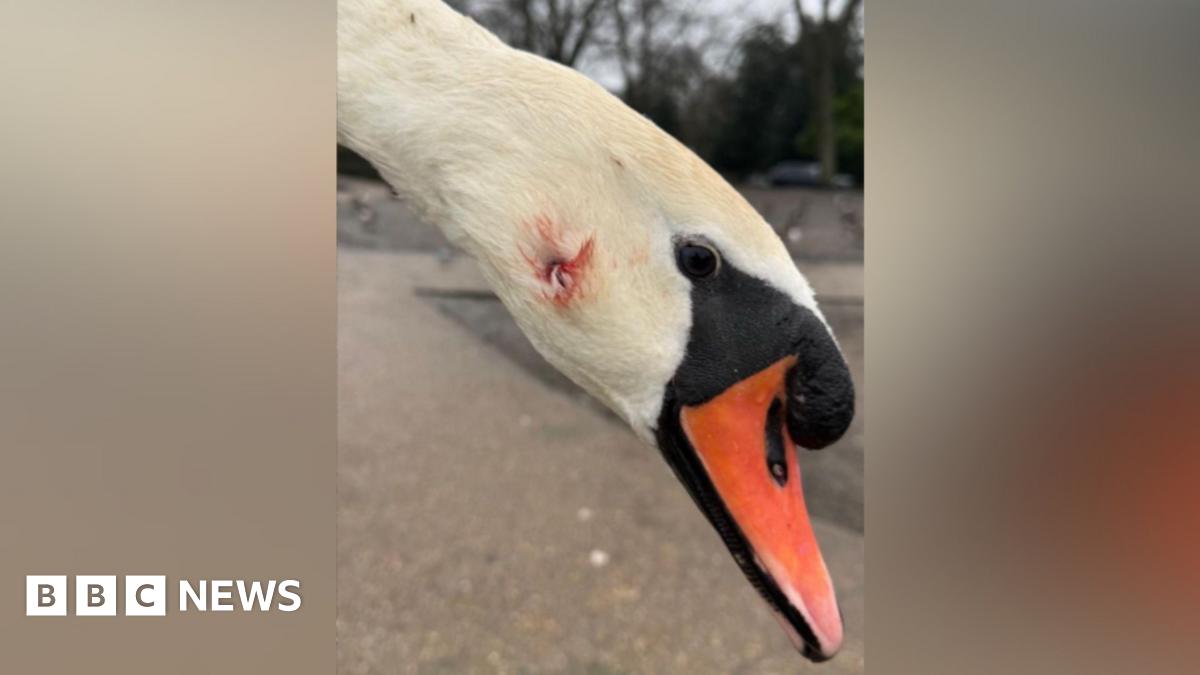 Swan dead and another injured in Windsor catapult attack