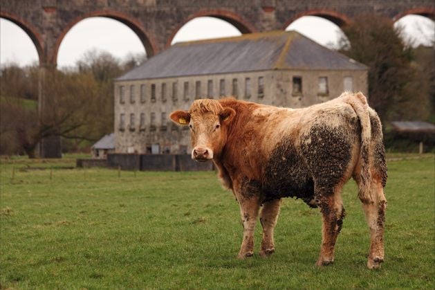 NI county now most expensive on island of Ireland for land