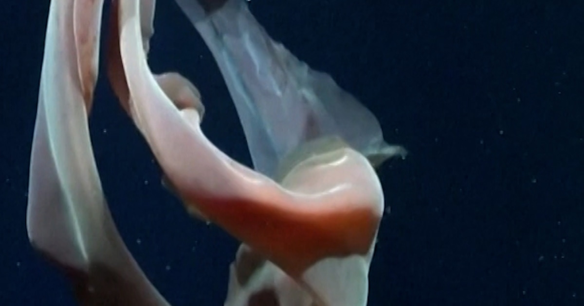 Rare phantom jellyfish seen in deep ocean off Argentina