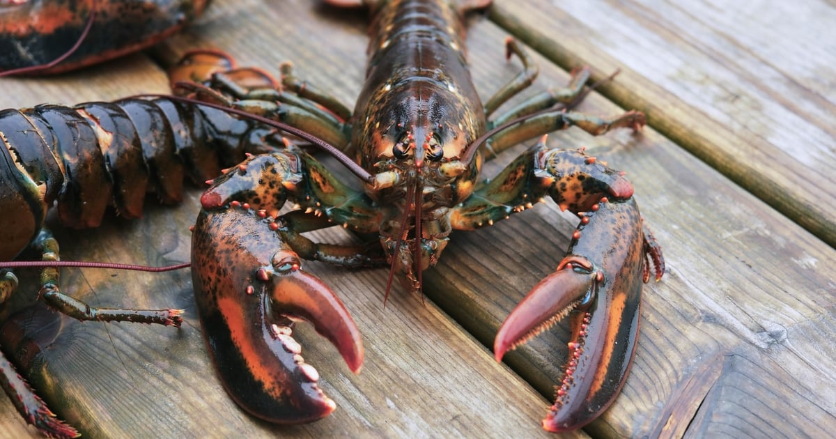 OpenClaw's Gregarious Insecurities Make Safe Usage Difficult