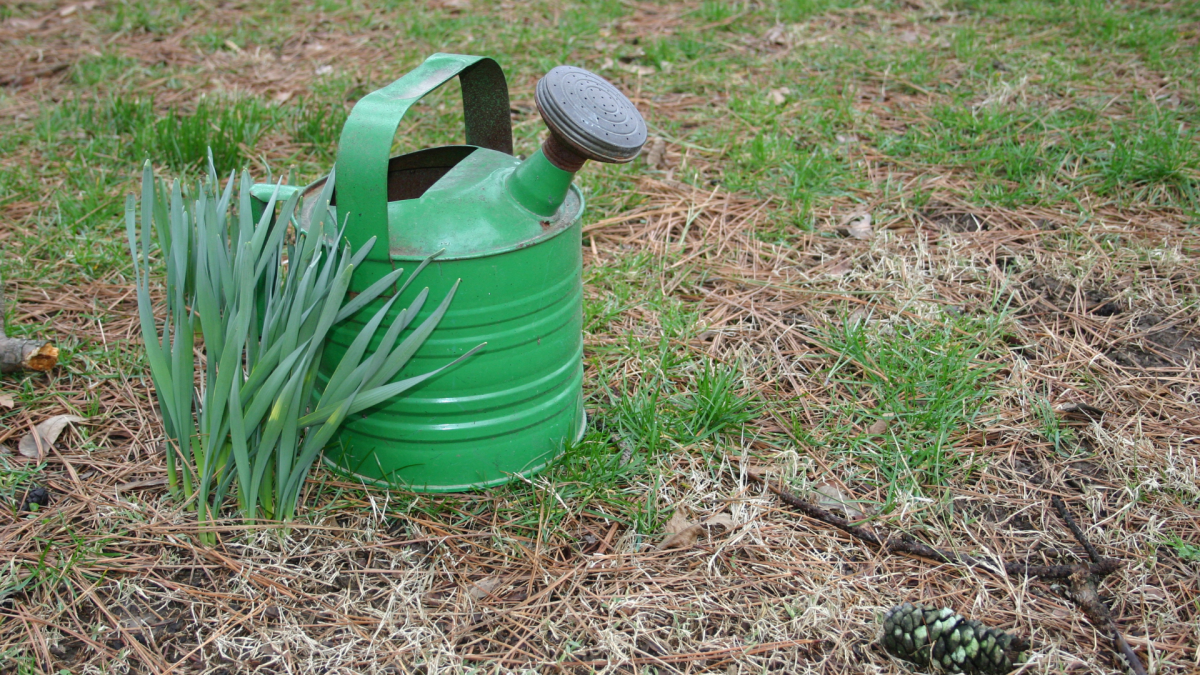 Should You Water Your Lawn in Winter? Most Homeowners Get This Wrong