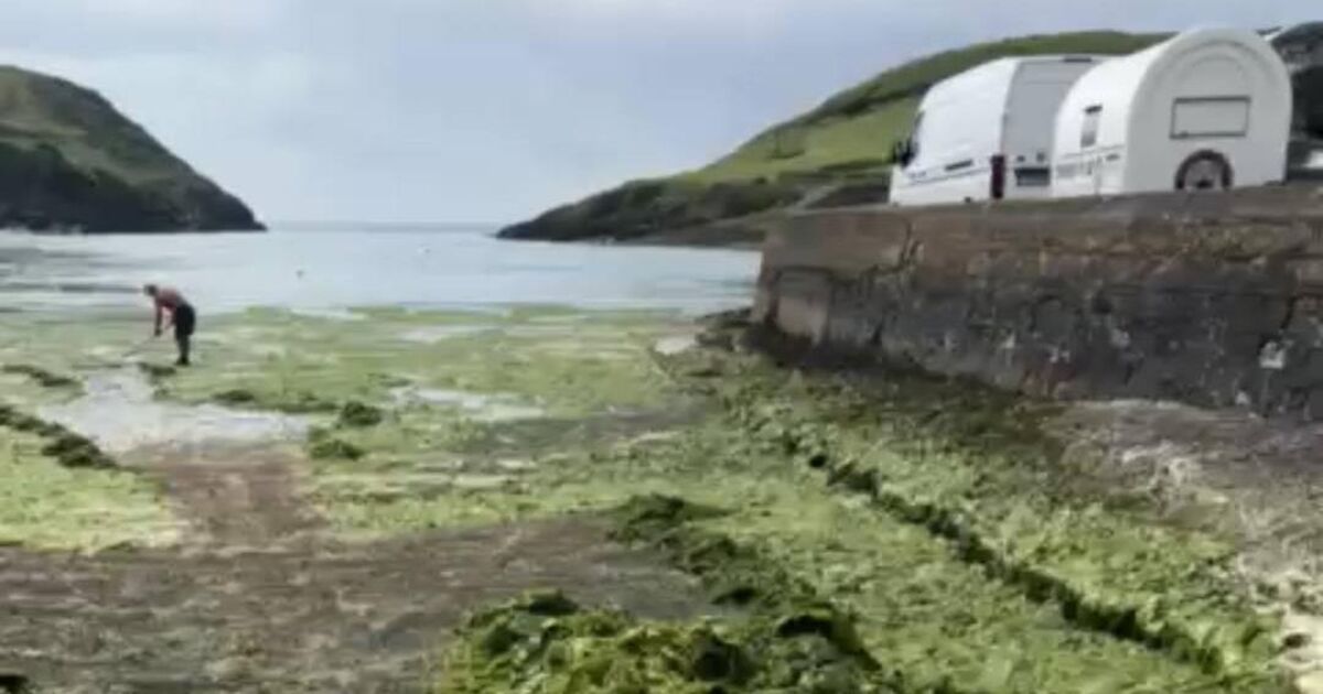 Cork council to carry out pilot project to prevent infestation of sea lettuce on the coast