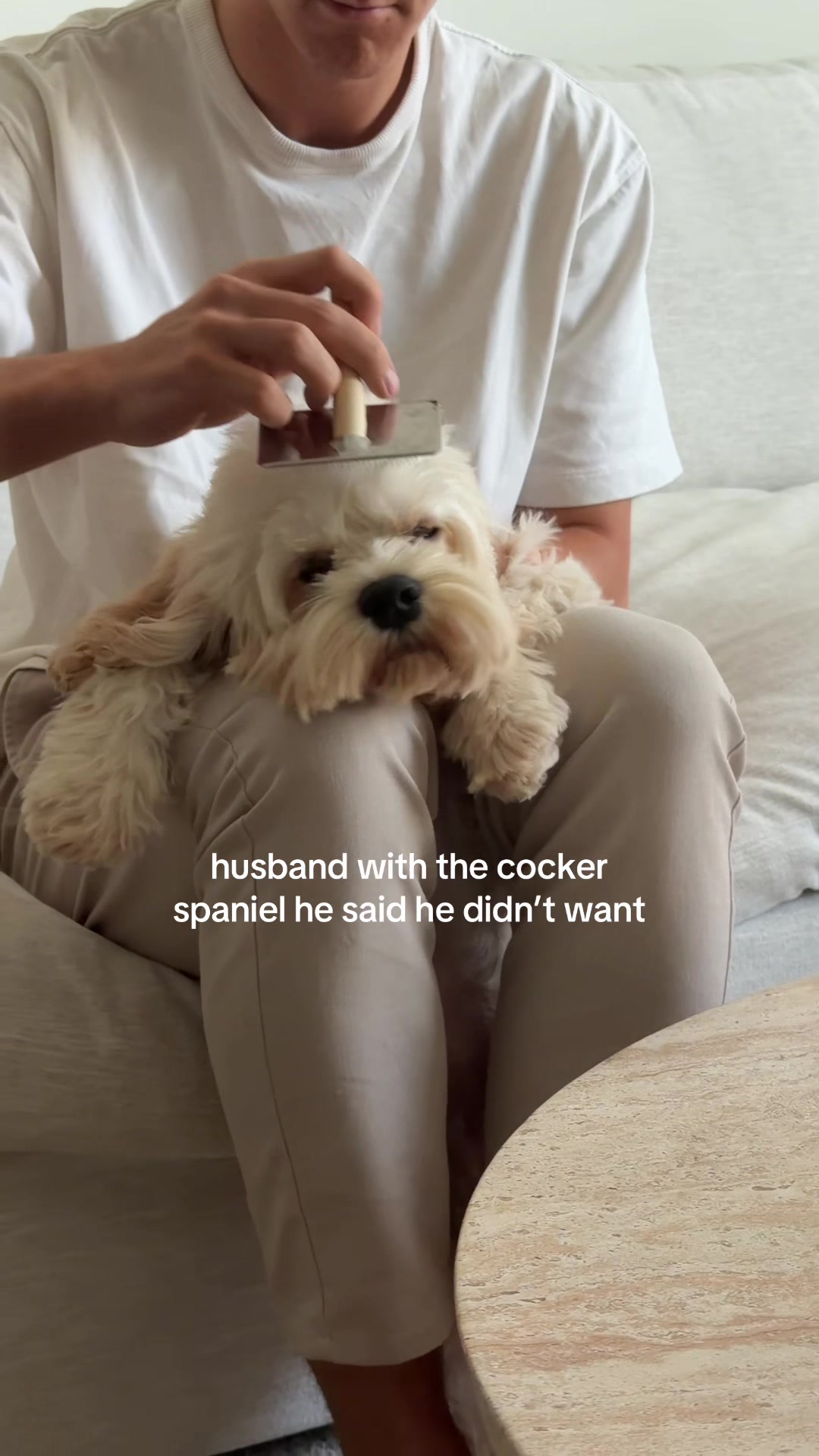 how could you not with that massive fluffy head 🥺 #cockerspaniel #spaniel #puppy #dog