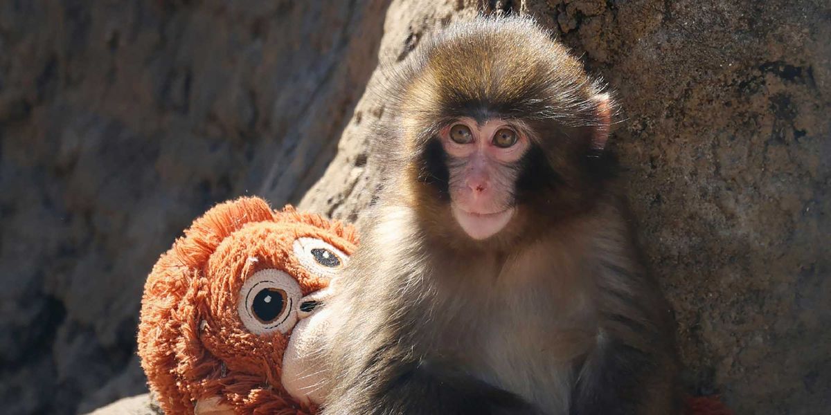 Tate brothers want to buy Punch the Monkey – but the internet is not impressed