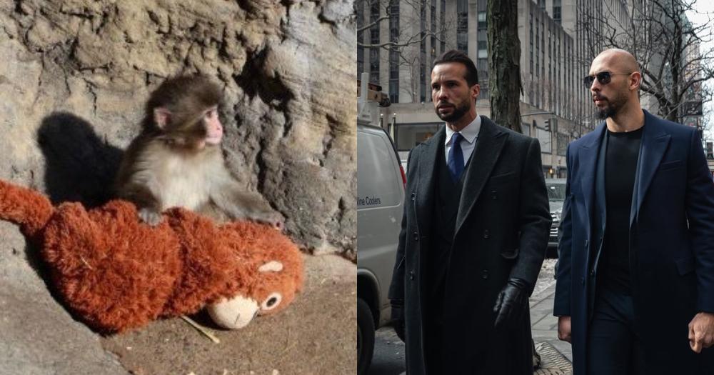 Andrew Tate &amp; brother offer to buy abandoned Japanese monkey Punch for S$316,000