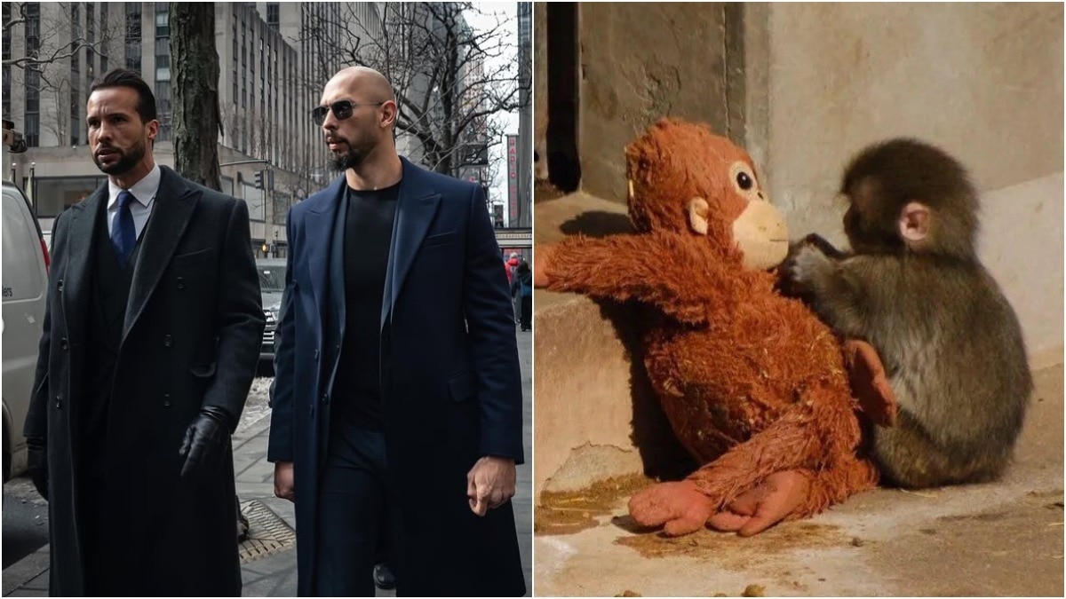 Andrew Tate's brother makes Rs 2 crore bid for viral baby monkey Punch